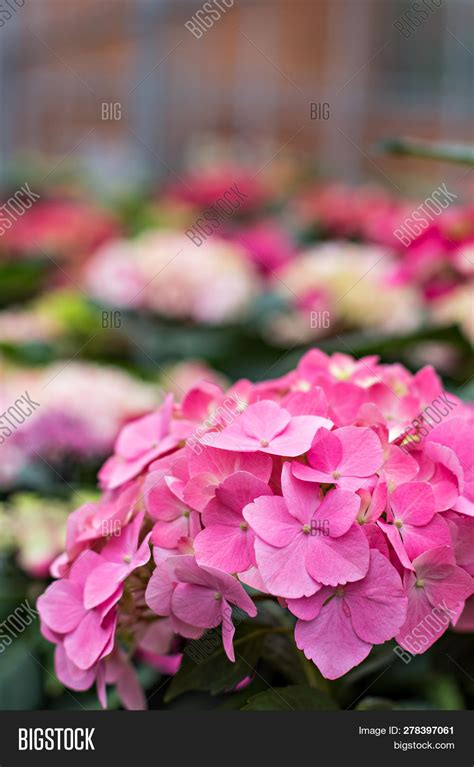 Purple Hydrangea Image & Photo (Free Trial) | Bigstock