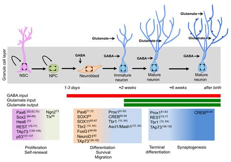 Muskulös Regelmäßig Bitte hinschauen neurogenesis markers zusammen Überwältigend Siedler