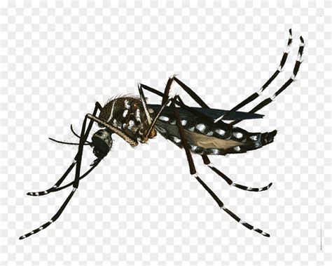 Banner Freeuse Download Png Image - Mosquito Aedes Aegypti Png, Transparent Png - 787x593 ...