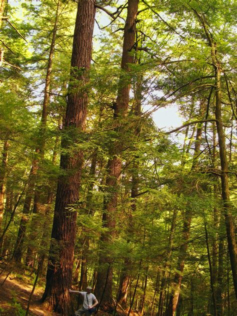 Free picture: wood, nature, tree, landscape, leaf, environment, poplar