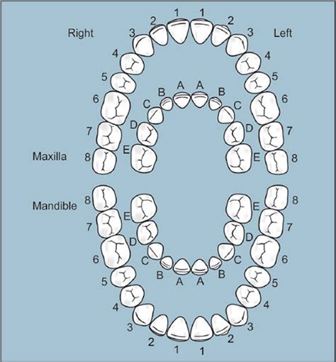 Zsigmondy Palmer Tooth Numbering System Tooth Numbering System | Images and Photos finder