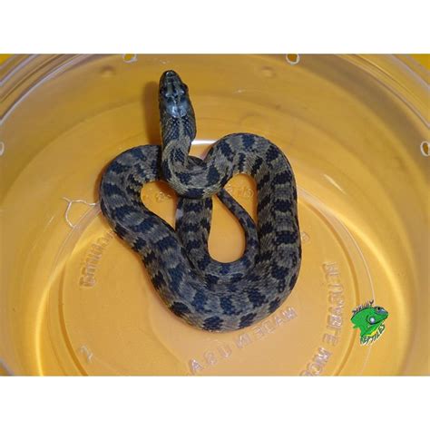 Diamondback Water Snake – baby – Strictly Reptiles Inc.