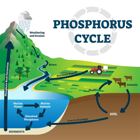 Phosphorus Cycle Steps | MooMooMath and Science