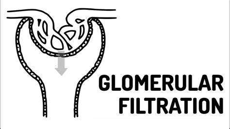 GLOMERULAR FILTRATION made easy!! - YouTube