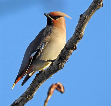 Bird of the Week | Bohemian Waxwing | 2020