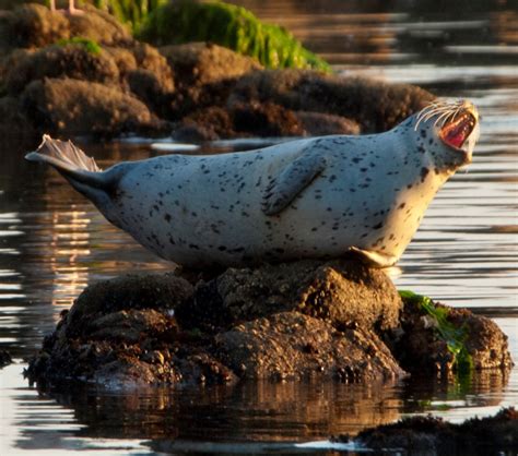 Harbor seal species profile | Encyclopedia of Puget Sound