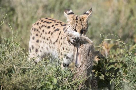 Serval Cat - Speed, Habitat & Diet of Africa’s Wildest Cat