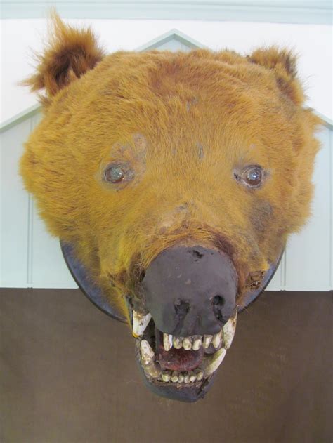 Taxidermy: Head Of Brown Bear | 540748 | Sellingantiques.co.uk