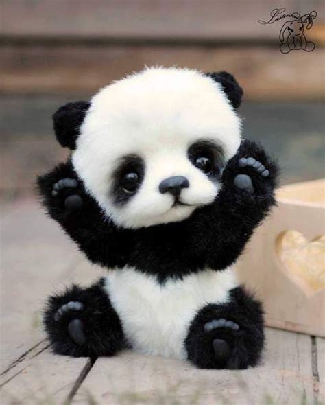 Pin by Mary Ghazaryan on Panda | Cute animal names, Cute animals ...