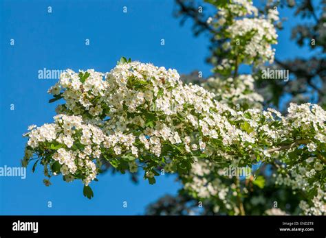 Hawthorn shrub in flower / May Blossom - France Stock Photo - Alamy