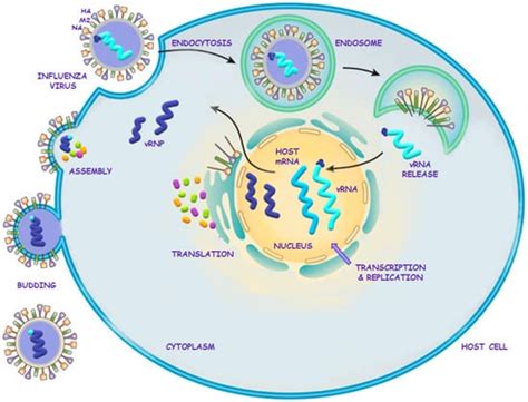 IJERPH | Free Full-Text | Antiviral Drugs in Influenza