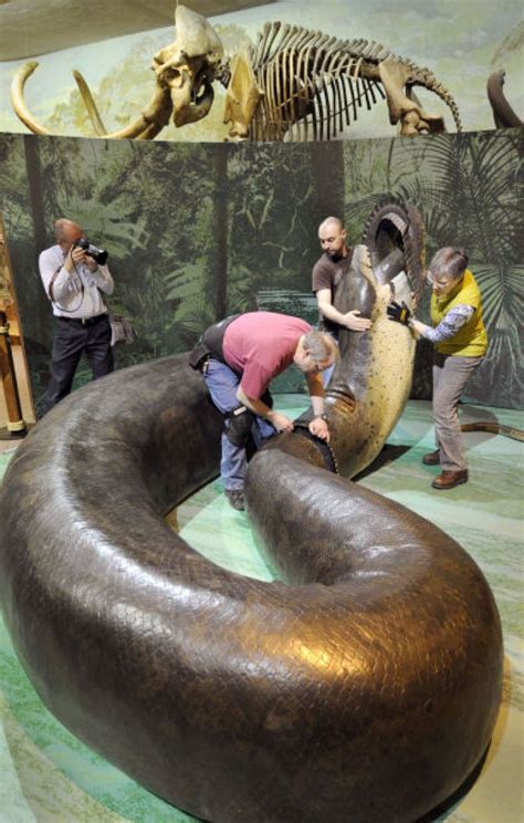 Titanoboa slithers into Morrill Hall : Lincoln, NE Journal Star | World biggest snake, Reptiles ...