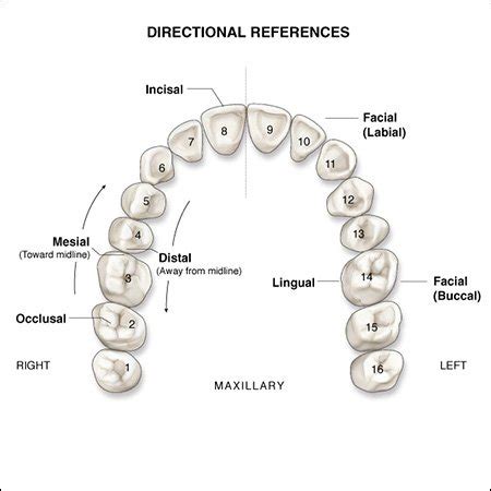 interproximal dental definition