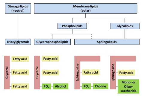 Classification Of Lipids Flowchart