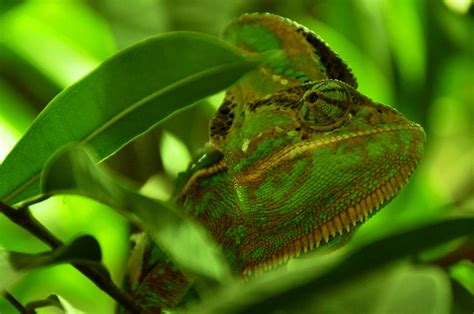 Green Chameleon · Free Stock Photo