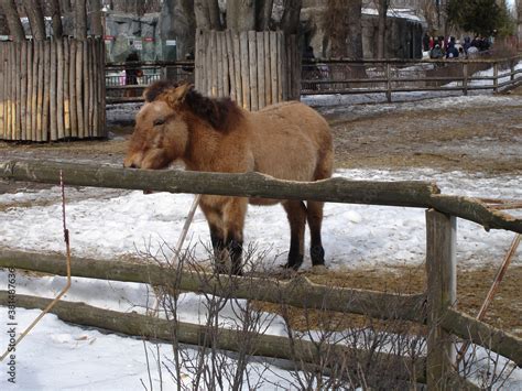 Przewalski wild horse, Przewalski`s horse Equus przewalskii, Dzungarian ...