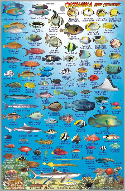 Fish In The Red Sea Guide