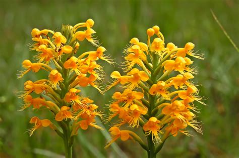 Native Orchids - Florida Nature Photography