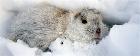 Northern Collared Lemming | NatureRules1 Wiki | Fandom