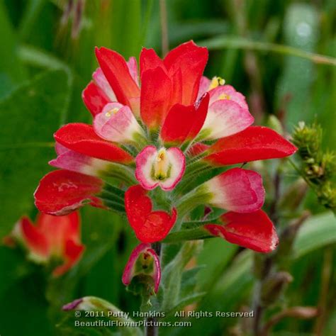 Texas Paintbrush – Castilleja Indivisa | Beautiful Flower Pictures Blog