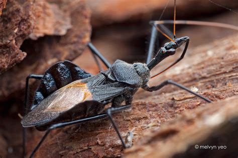 Melvyn's Photography: Reduviidae, Assassin Bug