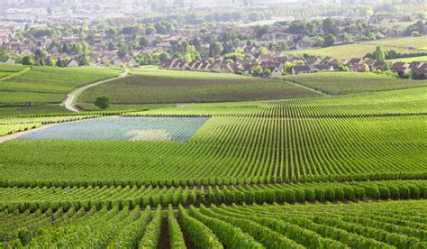 10 Best Burgundy Wine Tours & Tastings to Book in 2024