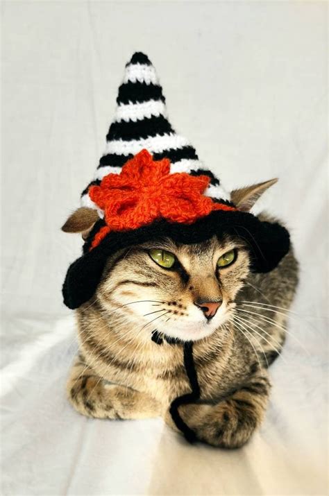 Witch Hat for Cat Witch Pet Costume Halloween Witch Kitten - Etsy