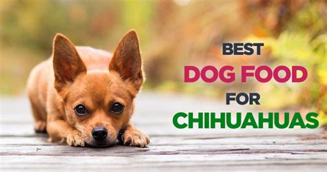 5+ Best Dog Food For Chihuahua From Puppy To Senior [2020 Review]