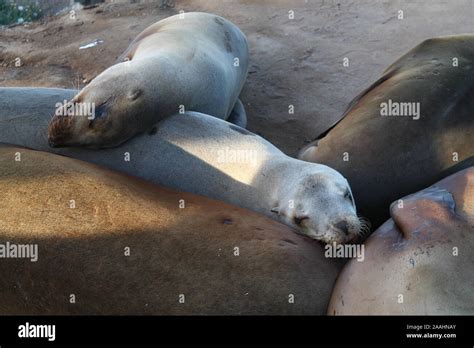 La Jolla Cove Seals Stock Photo - Alamy