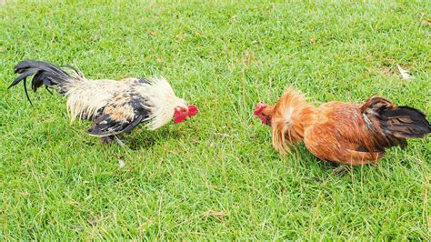 How To Make A Rooster Fight Better? - The Poultry Feed