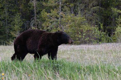 How to Avoid Bears in Yosemite National Park | ActionHub