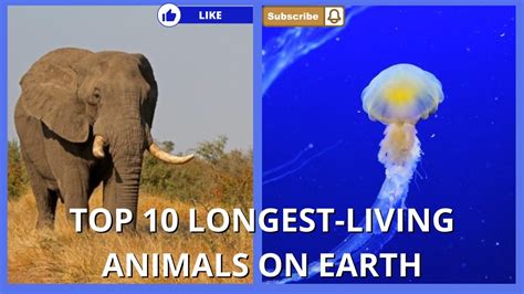 Top 10 Longest-Living Animals on Earth - YouTube