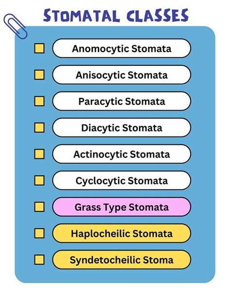 Classification of Stomata | EasyBiologyClass