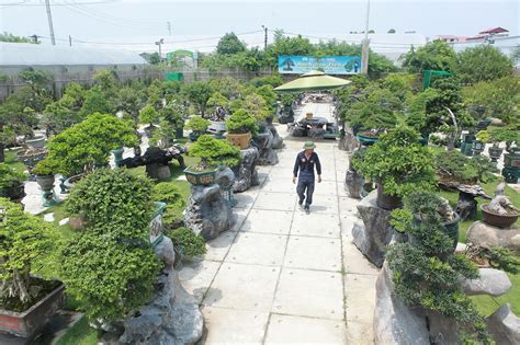 A visit to Hanoi’s largest bonsai market