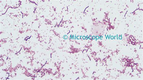 Microscope World Blog: Bacteria Under the Microscope with Different Objective Lenses