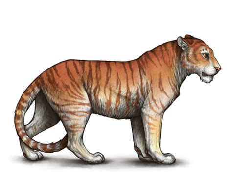 (Retired) Tigon Hype - Lioden Wiki