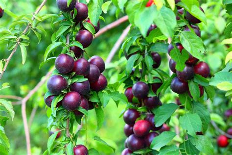 Dwarf D'Agen Plum/Prune - PlantNet® Australia