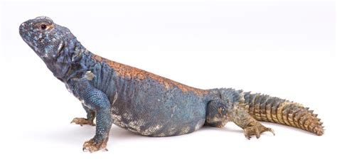 Top 10 Types of Uromastyx Species, Morphs & Colors - More Reptiles