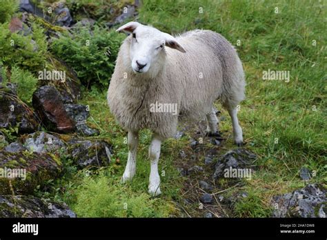 Schaf / Sheep / Ovis Stock Photo - Alamy