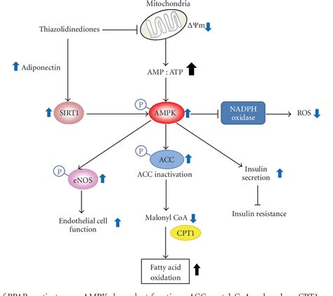 [PDF] AMPK-Dependent Metabolic Regulation by PPAR Agonists | Semantic Scholar