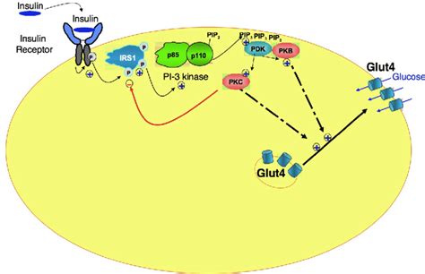 Mechanism of insulin action with regards to the activation of glucose... | Download Scientific ...