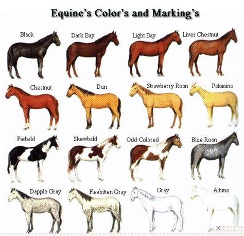 Different coloring a of a horse and its name | Horse color chart, Horse coloring, Horse breeds