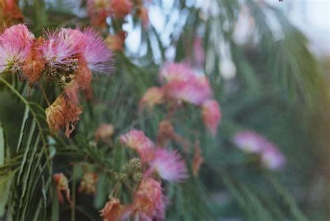 Medicinal Uses of Mimosa Tree & Its Origin - The PlantTube