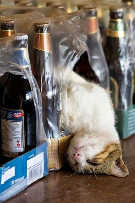 40 Cats That Fell Asleep In The Weirdest Places (New Pics) | Bored Panda