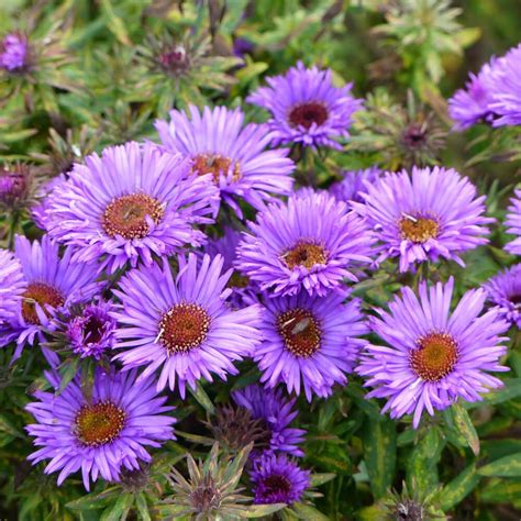 Aster Seeds - New England Aster Flower Seed