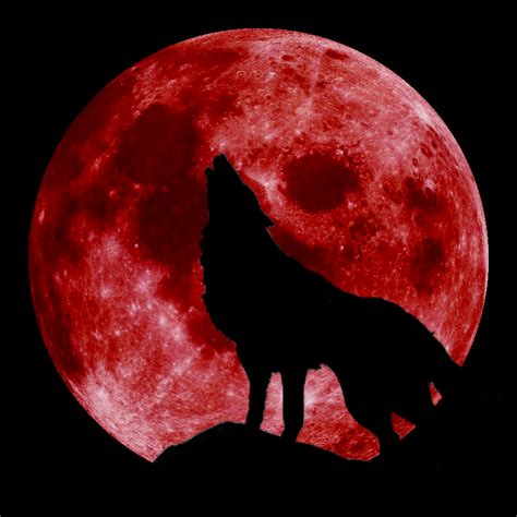 Blood Moon Wolf 2 by GoldenWolf95 on DeviantArt