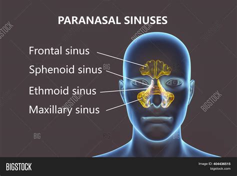 Paranasal Sinuses Model