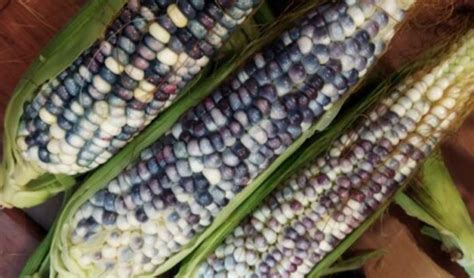 Blue corn festival celebrates botanical wealth of Michoacán