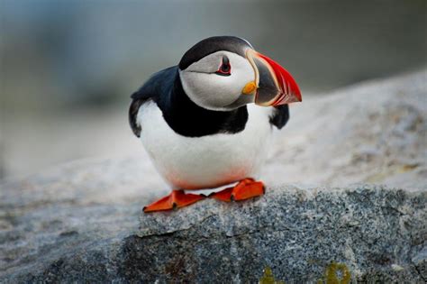 21 Wild Animals in Ireland [Wildlife in Ireland] - Kevmrc