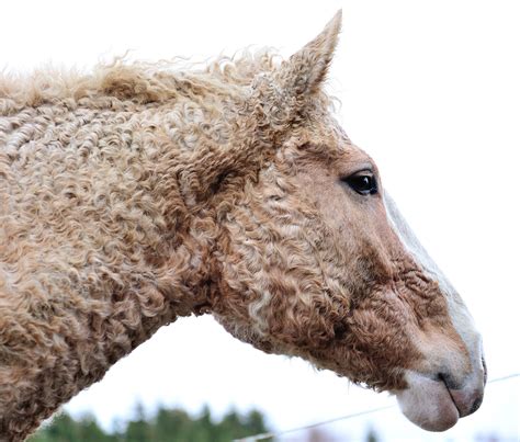 American Bashkir Curly Horse | Curly horse, Horses, Horse breeds